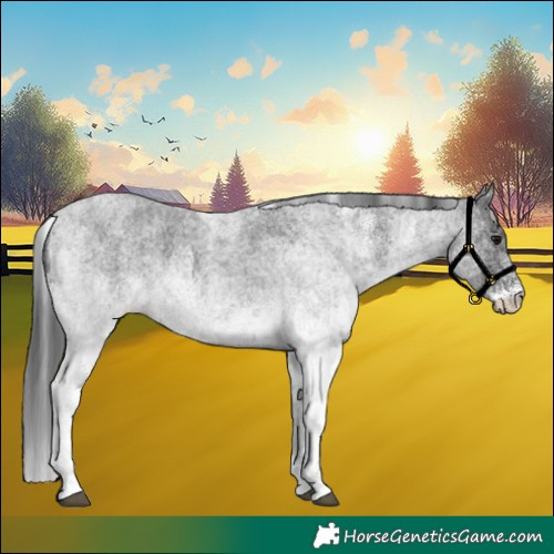 Horse Color:White Spotted Blue Roan Rabicano  and White Spotted Blue Roan Rabicano 