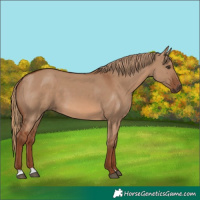 Horse Color:Red Dun