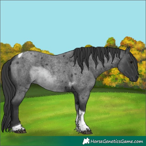Horse Color:Blue Roan Tobiano 