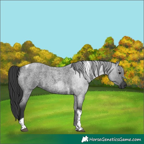 Horse Color:Blue Roan Tobiano 
