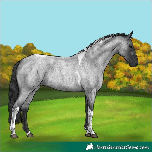 Horse Color:Blue Roan Tobiano