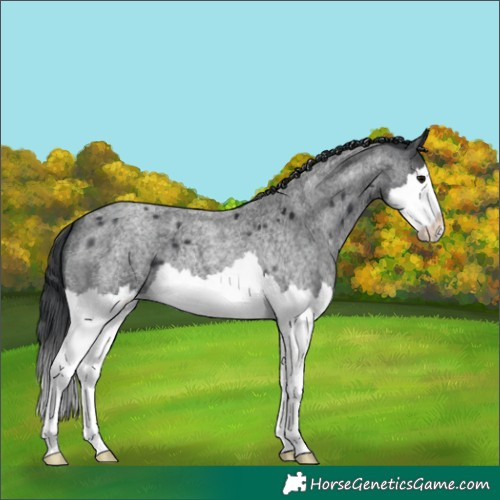 Horse Color:Blue Roan Splash 