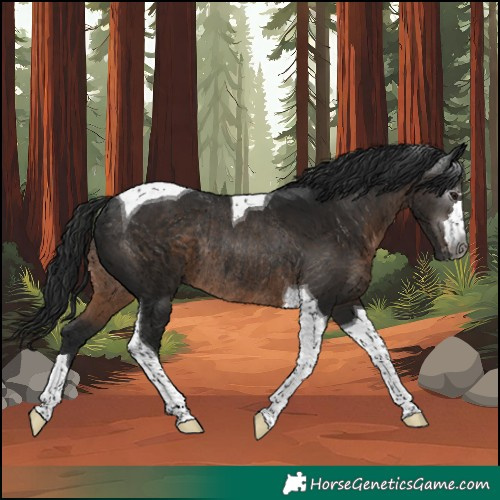Horse Color:Gray Brown Tobiano Rabicano 