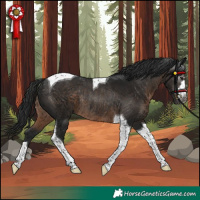 Horse Color:Gray Brown Tobiano Rabicano