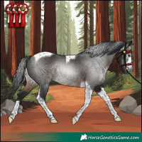 Horse Color:Gray Brown Tobiano Rabicano 