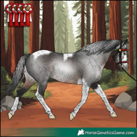 Horse Color:Gray Brown Tobiano Rabicano