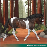 Horse Color:Brown Tobiano Rabicano 
