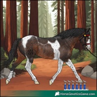 Horse Color:Brown Tobiano Rabicano