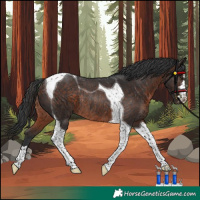 Horse Color:Brown Tobiano Rabicano 