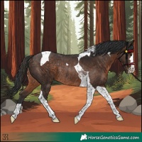 Horse Color:Brown Tobiano Rabicano