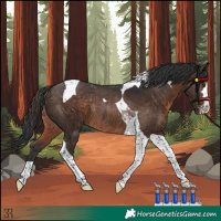 Horse Color:Brown Tobiano Rabicano 