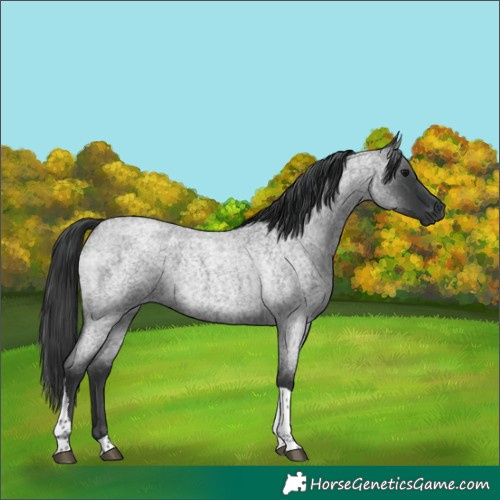 Horse Color:Blue Roan Tobiano 