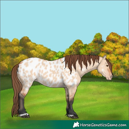 Horse Color:Unknown 