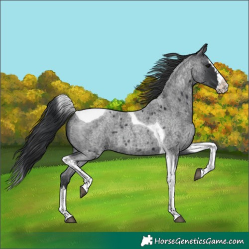 Horse Color:Blue Roan Splash Tobiano 