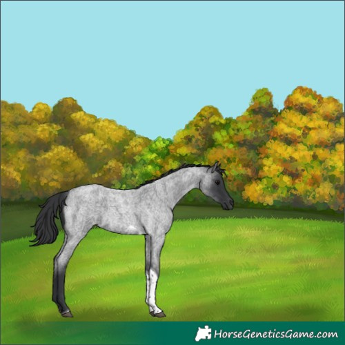 Horse Color:Blue Roan Tobiano 