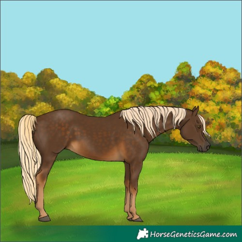 Horse Color:Chocolate Palomino 