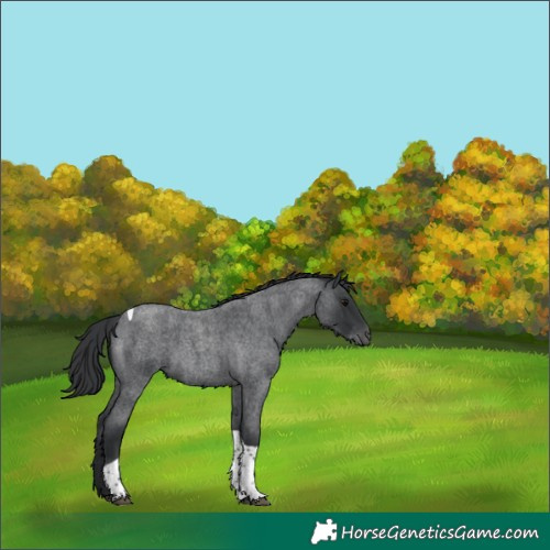 Horse Color:Blue Roan Tobiano