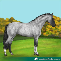 Horse Color:Blue Roan Tobiano 