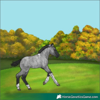 Horse Color:Blue Roan Tobiano 