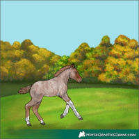 Horse Color:Red Roan Tobiano