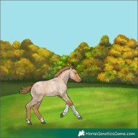 Horse Color:Red Roan Tobiano 