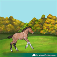 Horse Color:Bay Roan Tobiano 