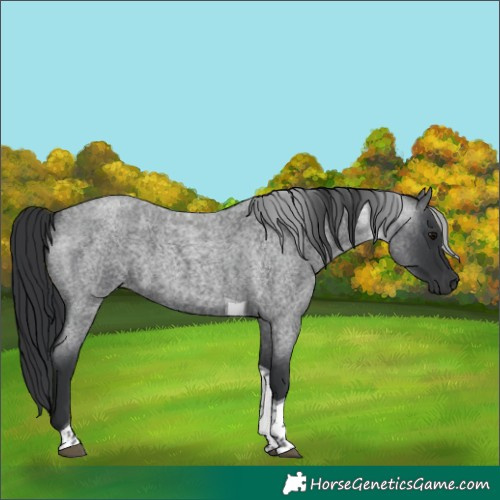 Horse Color:Blue Roan Tobiano