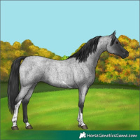 Horse Color:Blue Roan Tobiano 