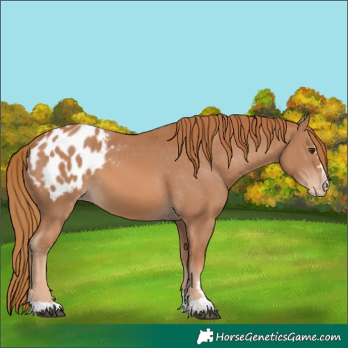 Horse Color:Chestnut Appaloosa