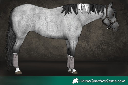 Horse Color:Blue Roan Tobiano 