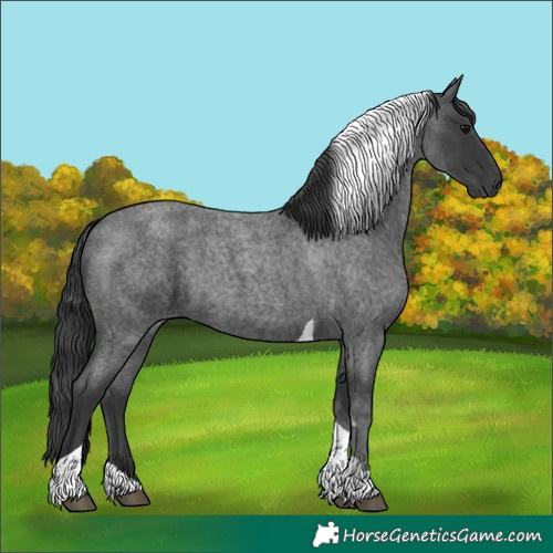 Horse Color:Blue Roan Tobiano 