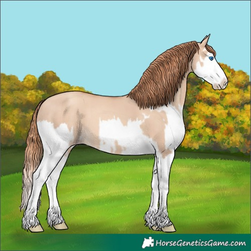 Horse Color:Gold Champagne Dun Splash and Gold Champagne Dun Splash