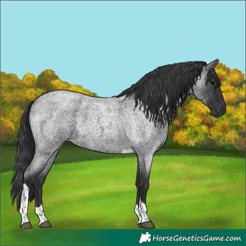 Horse Color:Blue Roan Tobiano
