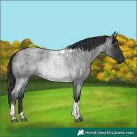 Horse Color:Blue Roan Tobiano 