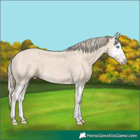Horse Color:Cremello Splash  and Smoky Creme Splash 