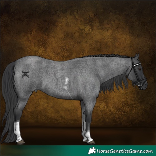 Horse Color:Blue Roan Tobiano 