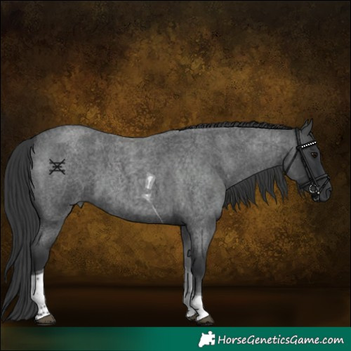 Horse Color:Blue Roan Tobiano 
