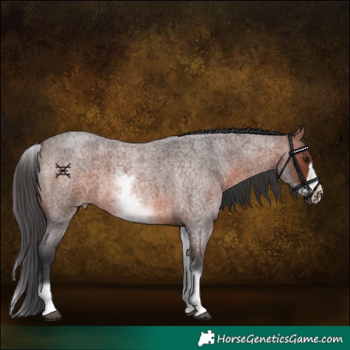 Horse Color:White Spotted Brown Roan Frame