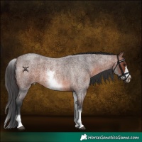 Horse Color:White Spotted Brown Roan Frame 