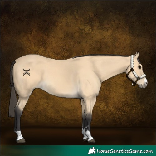 Horse Color:Buckskin 
