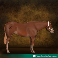 Horse Color:Chestnut 