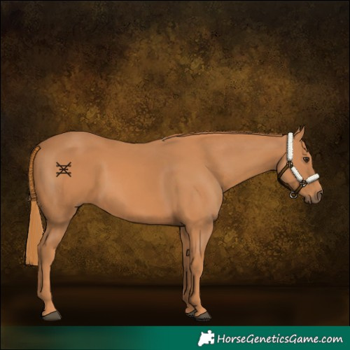 Horse Color:Chestnut Rabicano 