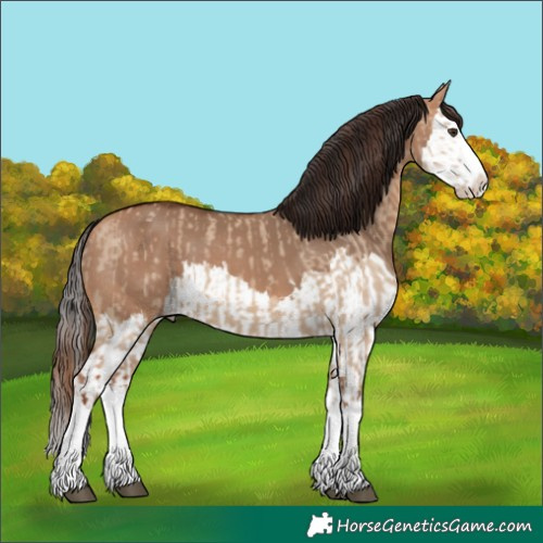 Horse Color:Red Dun Splash and Bay Dun Splash