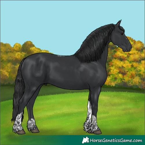Horse Color:Black  and Black Tobiano 