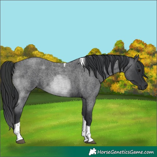 Horse Color:Blue Roan Tobiano 