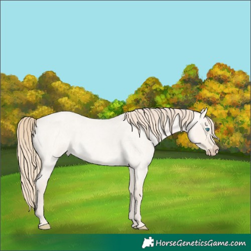 Horse Color:Perlino Roan Dun 