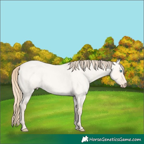 Horse Color:Perlino Roan Dun