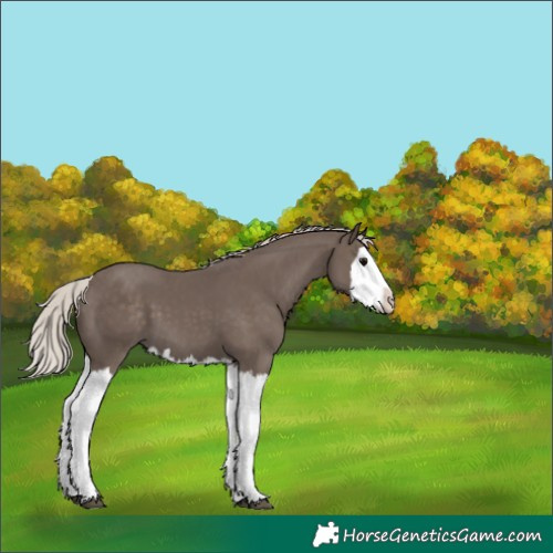 Horse Color:Silver Black Splash 