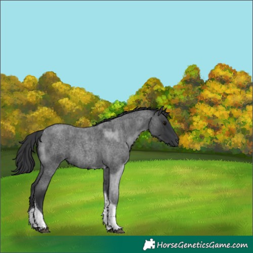 Horse Color:Blue Roan Tobiano 