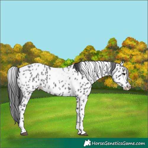 Horse Color:Blue Roan Tobiano Appaloosa 